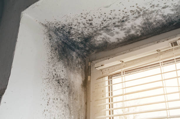Affordable Mold Removal solutions in Marlton, NJ